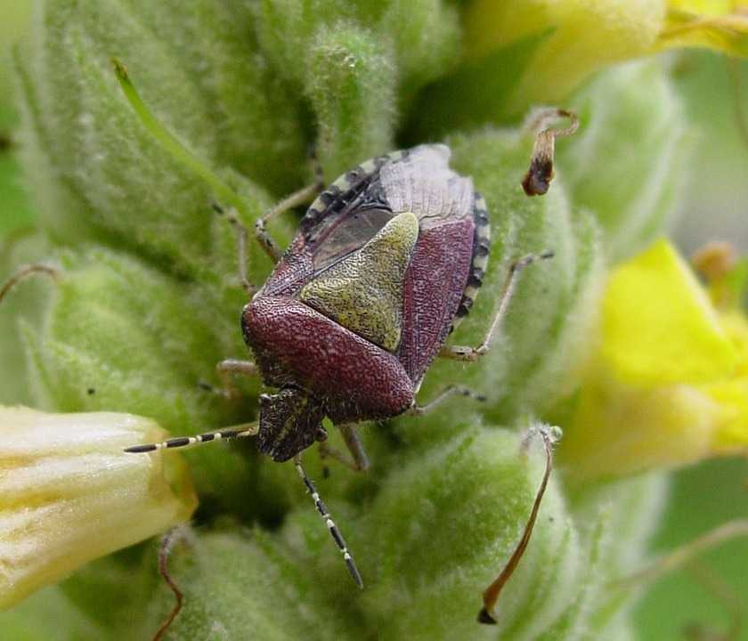 Disinfestazione Cimice