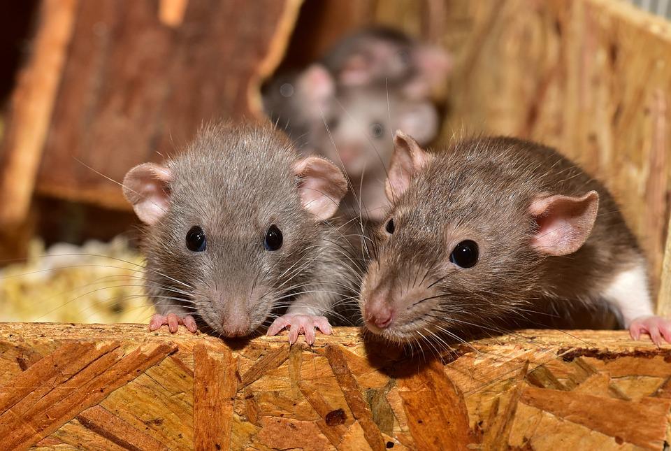 Ratti e Topi in casa: cosa fare