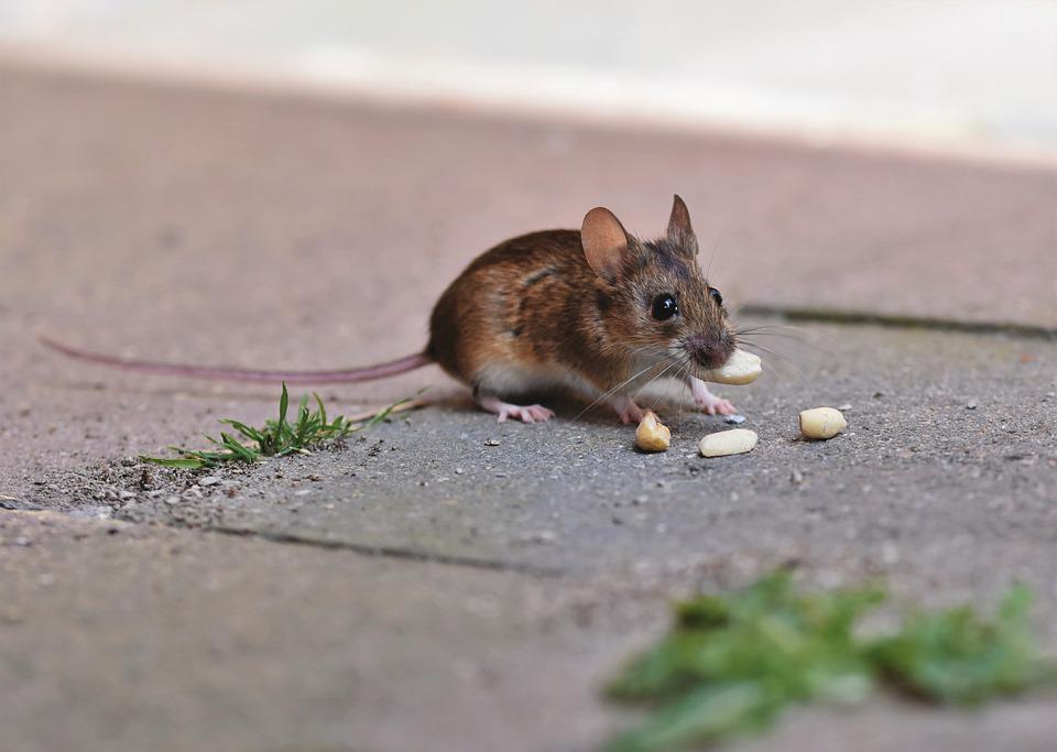 Ratti e Topi in casa: cosa fare