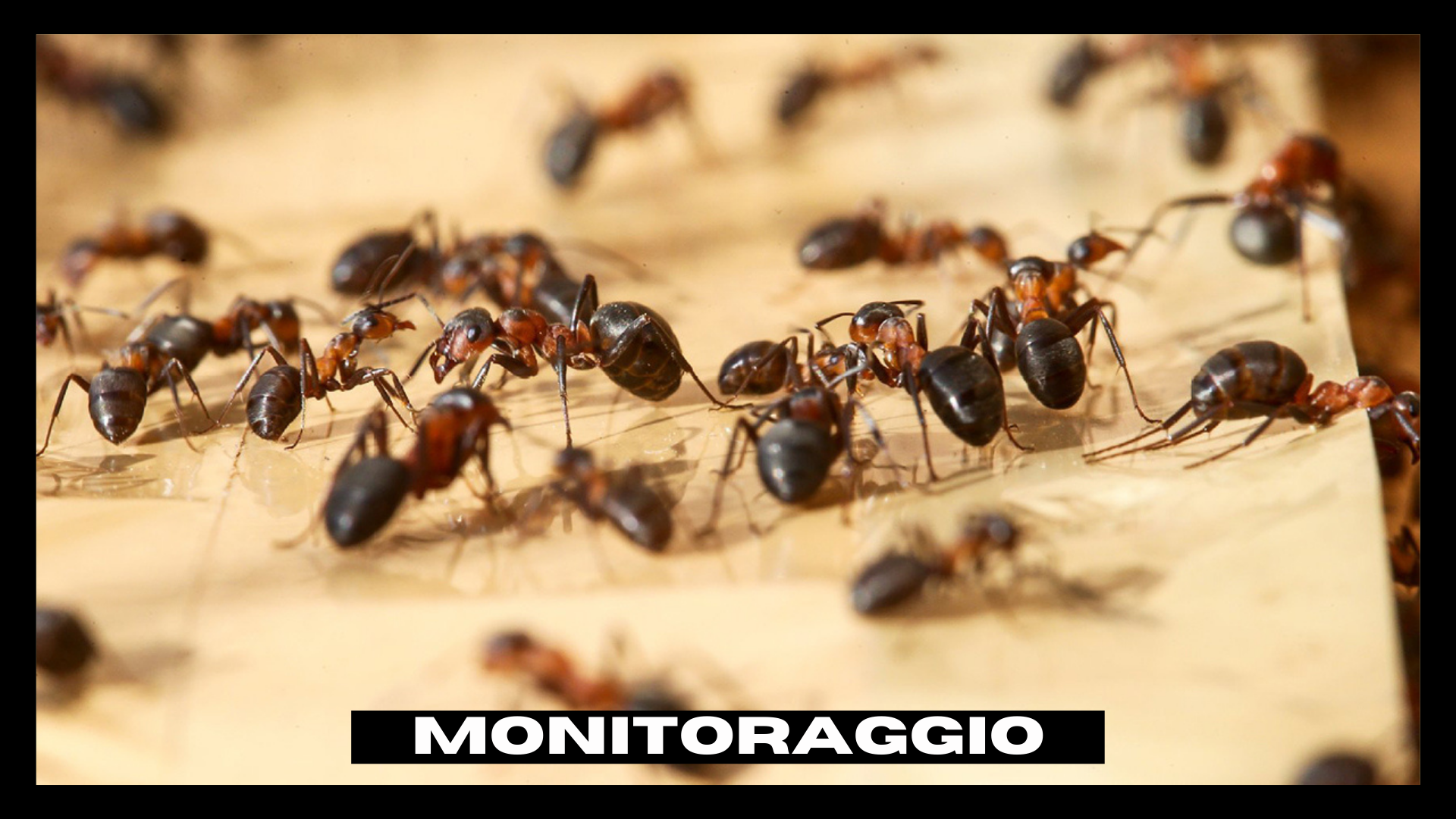 Monitoraggio